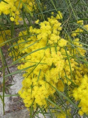 Mount Tomah Botanical Gardens Image -5be7526f208e4